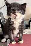 For rescue at Last Chance, Kent near Sussex, Surrey and London - ask for Bea