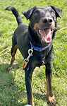 Rolo