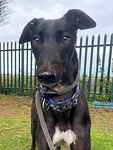 For rescue at Last Chance, Kent near Sussex, Surrey and London - ask for Rocky