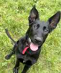 For rescue at Last Chance, Kent near Sussex, Surrey and London - ask for Trixie