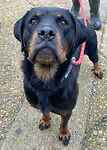 For rescue at Last Chance, Kent near Sussex, Surrey and London - ask for Delilah