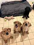 For rescue at Last Chance, Kent near Sussex, Surrey and London - ask for Labrador pups