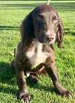 For rescue at Last Chance, Kent near Sussex, Surrey and London - ask for Jake