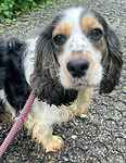 For rescue at Last Chance, Kent near Sussex, Surrey and London - ask for Alice