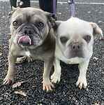 For rescue at Last Chance, Kent near Sussex, Surrey and London - ask for Daphne & Doris