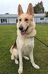 For rescue at Last Chance, Kent near Sussex, Surrey and London - ask for Milo