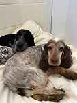 For rescue at Last Chance, Kent near Sussex, Surrey and London - ask for Pepsi and Clementine