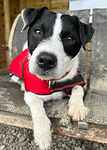 Rocco