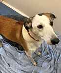 For rescue at Last Chance, Kent near Sussex, Surrey and London - ask for Rosie