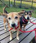 For rescue at Last Chance, Kent near Sussex, Surrey and London - ask for Kayla & Kiwi