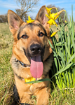 Roo