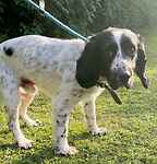 Rocky Spaniel