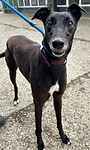 For rescue at Last Chance, Kent near Sussex, Surrey and London - ask for Helen