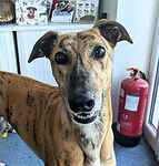 For rescue at Last Chance, Kent near Sussex, Surrey and London - ask for Disco