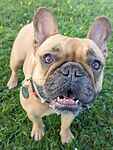 For rescue at Last Chance, Kent near Sussex, Surrey and London - ask for Florence