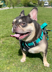 For rescue at Last Chance, Kent near Sussex, Surrey and London - ask for Little Bear