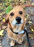 For rescue at Last Chance, Kent near Sussex, Surrey and London - ask for Buddy 2