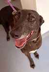 For rescue at Last Chance, Kent near Sussex, Surrey and London - ask for Penny