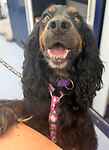For rescue at Last Chance, Kent near Sussex, Surrey and London - ask for Bonnie