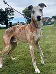 For rescue at Last Chance, Kent near Sussex, Surrey and London - ask for Marley
