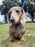 For rescue at Last Chance, Kent near Sussex, Surrey and London - ask for Willow