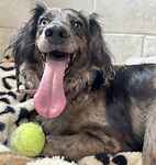 For rescue at Last Chance, Kent near Sussex, Surrey and London - ask for Ivy & Mush