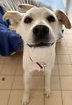 For rescue at Last Chance, Kent near Sussex, Surrey and London - ask for Molly