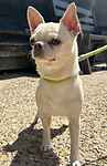 For rescue at Last Chance, Kent near Sussex, Surrey and London - ask for Elvis