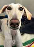 For rescue at Last Chance, Kent near Sussex, Surrey and London - ask for Ice