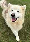 For rescue at Last Chance, Kent near Sussex, Surrey and London - ask for Magnus