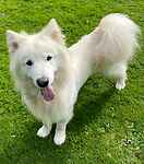 Samson