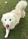 Samson