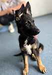 For rescue at Last Chance, Kent near Sussex, Surrey and London - ask for Bobby