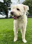 For rescue at Last Chance, Kent near Sussex, Surrey and London - ask for Teddy