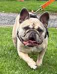 For rescue at Last Chance, Kent near Sussex, Surrey and London - ask for Luna