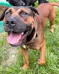 For rescue at Last Chance, Kent near Sussex, Surrey and London - ask for Jackson