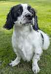 For rescue at Last Chance, Kent near Sussex, Surrey and London - ask for Pablo