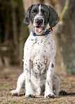 For rescue at Last Chance, Kent near Sussex, Surrey and London - ask for Simon