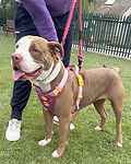 For rescue at Last Chance, Kent near Sussex, Surrey and London - ask for Dolly