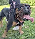 For rescue at Last Chance, Kent near Sussex, Surrey and London - ask for Truffle