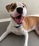 For rescue at Last Chance, Kent near Sussex, Surrey and London - ask for Benny