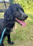 For rescue at Last Chance, Kent near Sussex, Surrey and London - ask for Molly
