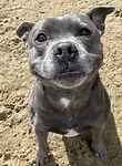 For rescue at Last Chance, Kent near Sussex, Surrey and London - ask for Bauer