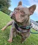 For rescue at Last Chance, Kent near Sussex, Surrey and London - ask for Mr Rolo