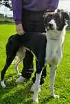 For rescue at Last Chance, Kent near Sussex, Surrey and London - ask for Nico