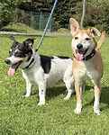 For rescue at Last Chance, Kent near Sussex, Surrey and London - ask for Bouncy Buddy & Gizmo