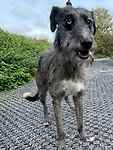 For rescue at Last Chance, Kent near Sussex, Surrey and London - ask for Blue