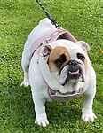 For rescue at Last Chance, Kent near Sussex, Surrey and London - ask for Molly