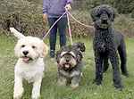 For rescue at Last Chance, Kent near Sussex, Surrey and London - ask for Bren, Dudley & Rudy