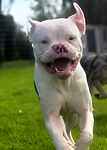 Eddie